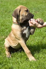 puppy of breed brasilian fila on walk