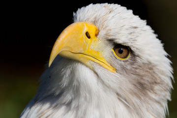 Bald Eage (haliaeetus leucocephalus))