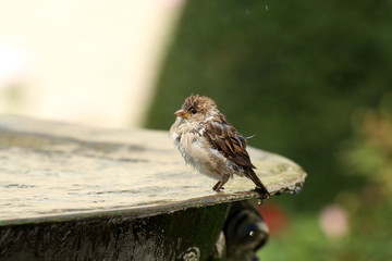 Spatz badet im Brunnen