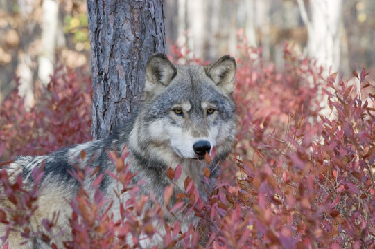 Gray wolf in autumn blueberry bushes