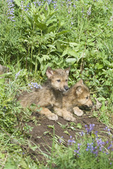 Timber wolf cubs at their den