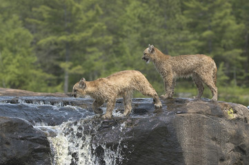 Two cougar kits crossing a waterfall