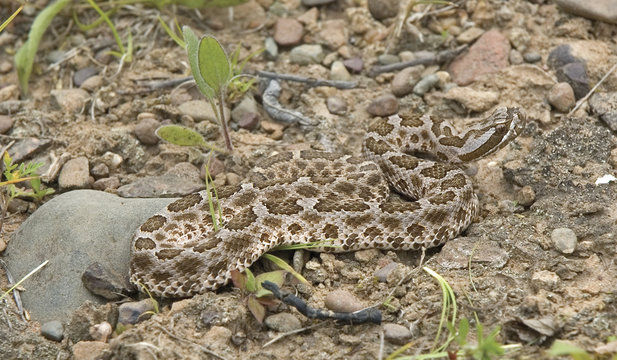 Desert massasauga rattlesnake shows comoflage