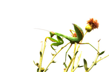 Obraz premium green mantis isolated on white