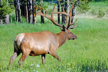 Elk with impressive horns roaming through a meadow