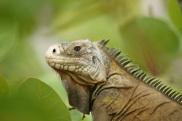 Reptile - Iguane