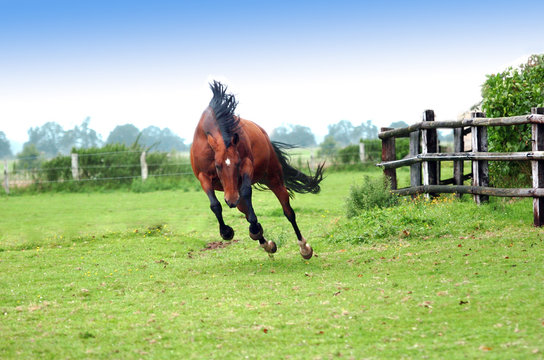 ruade de cheval