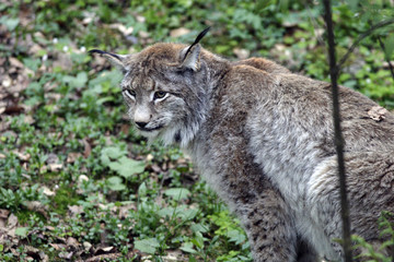 Lynx