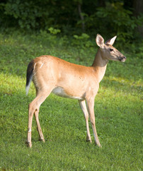 whitetail deer on grass with lots of flies
