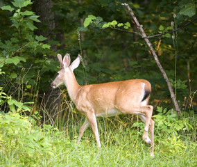 whitetail buck heading back into a forest