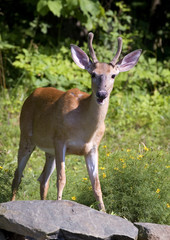 buck whose antlers are in velvet on a rock