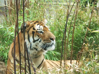 tigre
