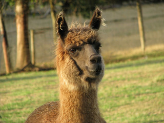 alpaca