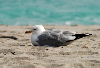 Closeup view of tern sitting on a Florida beach