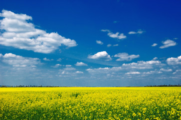 yellow rape field under a simple blue sky