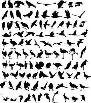 A hundred silhouettes of birds