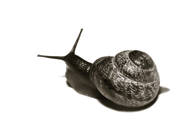 little shell macro close up isolated on white