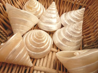 Whirlpool nacreous sea shell