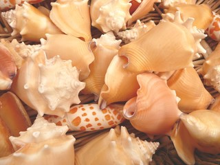 Sea shell