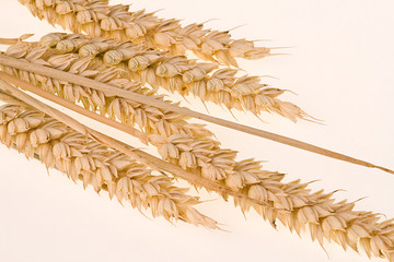 wheat isolated on a white background