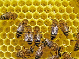 Bees build honeycombs is a cell for placing of nectar and honey