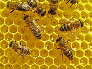 Bees build honeycombs is a cell for placing of nectar and honey