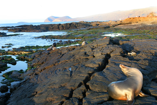 Sea Lions play on the shores of the Galapagos Islands