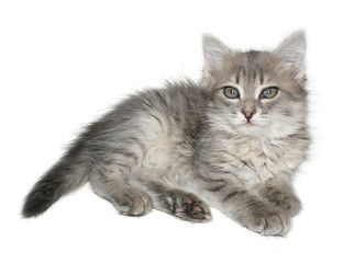 Small kitten on a white background.