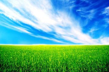 Field of green grass over blue sunny sky