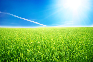 Field of green grass over blue sunny sky