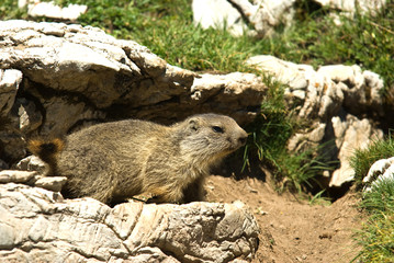 marmotte