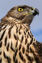 Portrait of female Goshawk