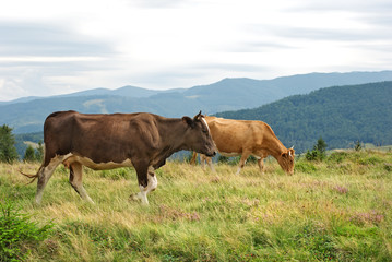 Fototapeta na wymiar Grazing cows group on green mountainside.