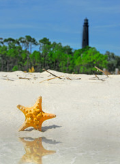 Starfish at water's edge with lighthouse in distance