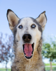 wolf mix making a funny face