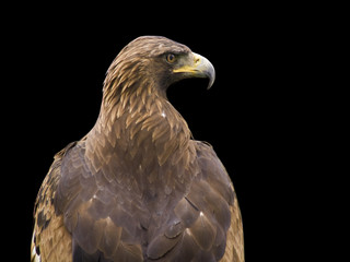 Aigle royal sur fond noir