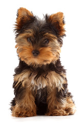 yorkshire terrier puppy isolated on white - obrazy, fototapety, plakaty