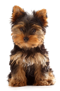 yorkshire terrier puppy isolated on white