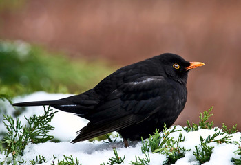 Blackbird