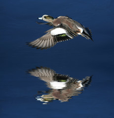 Fototapeta na wymiar Wood Duck latania nad lodowatej wodzie