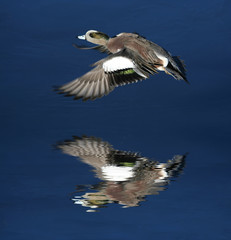 wood duck flying over icy water