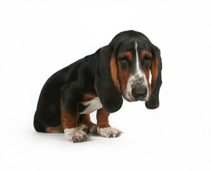 a baby basset hound beagle mix puppy