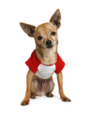 Obraz premium tiny chihuahua dressed in a small shirt