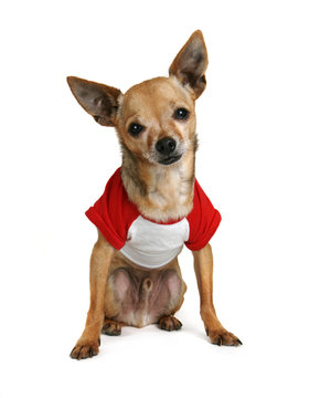 tiny chihuahua dressed in a small shirt