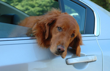 Golden Retreiver hanging his head out a car window