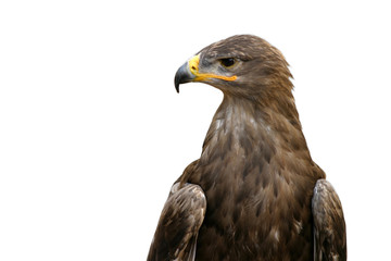 Aigle