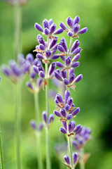 Lavendel