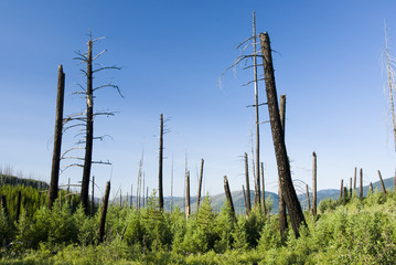 Obraz premium Forest fire damage & new growth in Glacier National Park
