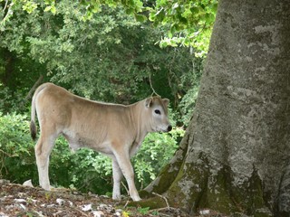 Obraz premium vitello all'ombra di un faggio