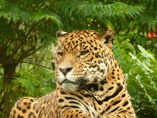 Fototapeta na wymiar Dzika pantera - leopard